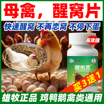 雄牧母鸡快速醒窝醒抱灵买3送1