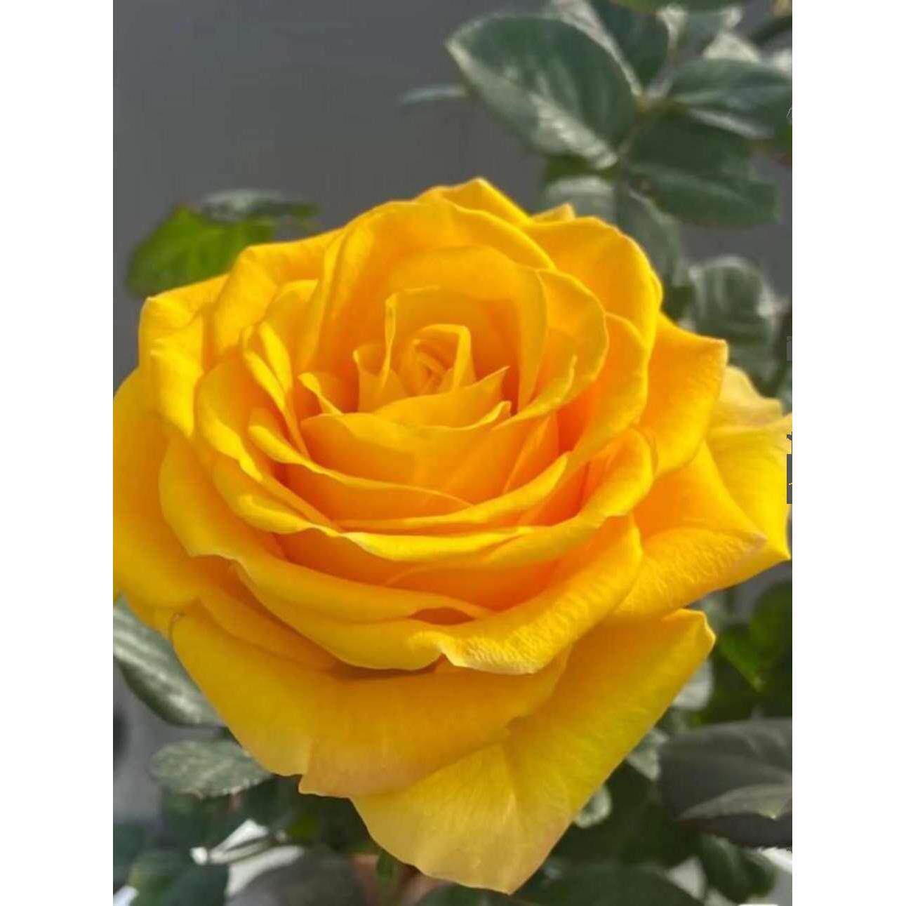 苏格兰黄油玫瑰花月季花苗特大切花盆栽四季灌木庭院阳台花卉植物