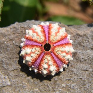 天然稀有勋章海胆壳标本收藏家居创意空气凤梨盆栽粉红迷你小