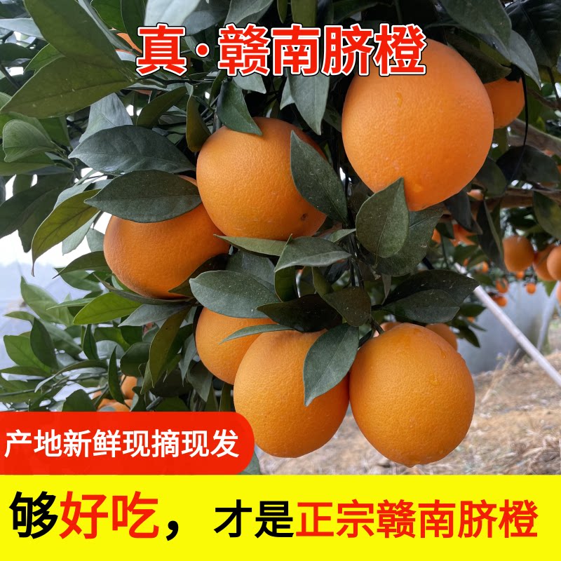 江西赣州正宗赣南脐橙10斤整箱