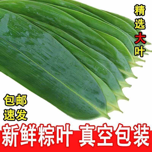 粽叶粽子叶新鲜大粽叶大宽叶野生箬叶真空装价棕叶家用端午节