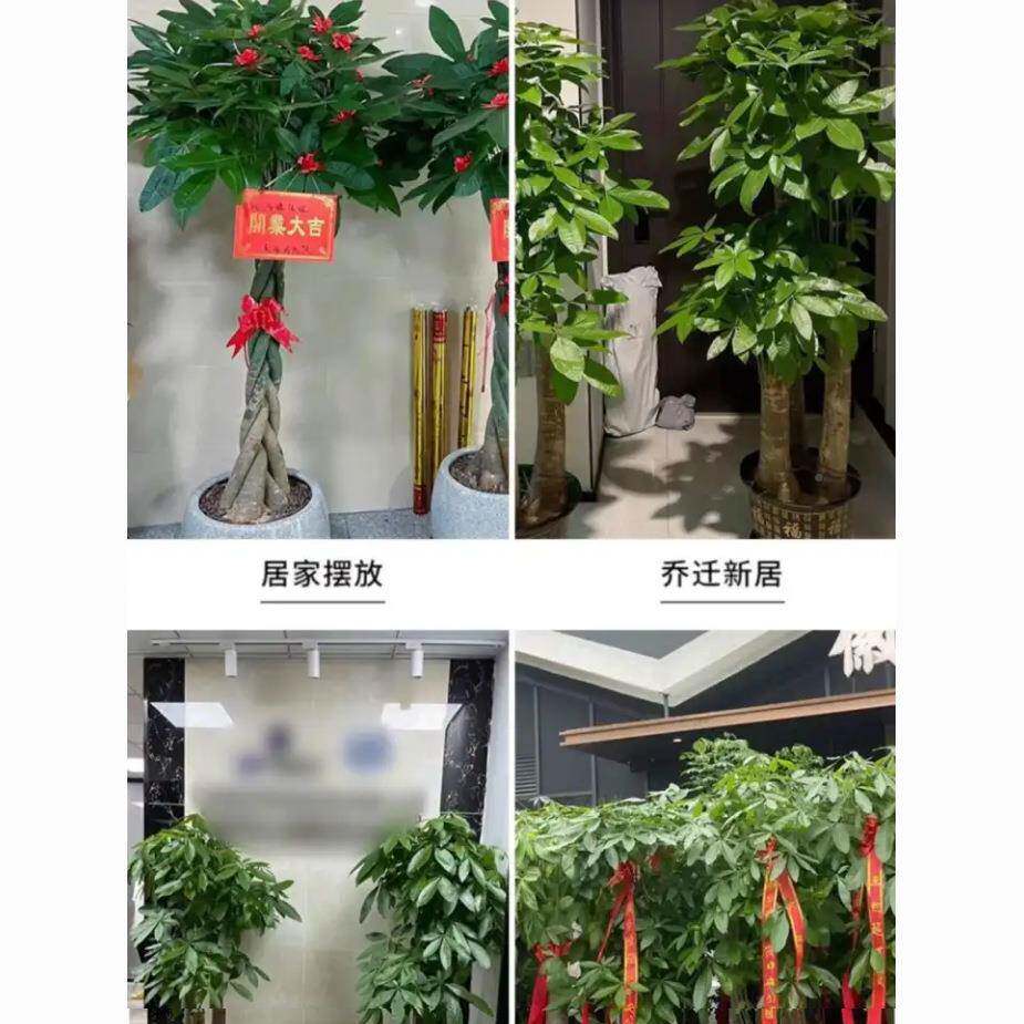 子发财树庆辫子大棵客厅典开业室内招财Pm2tvfSH辩季阳光室四外送