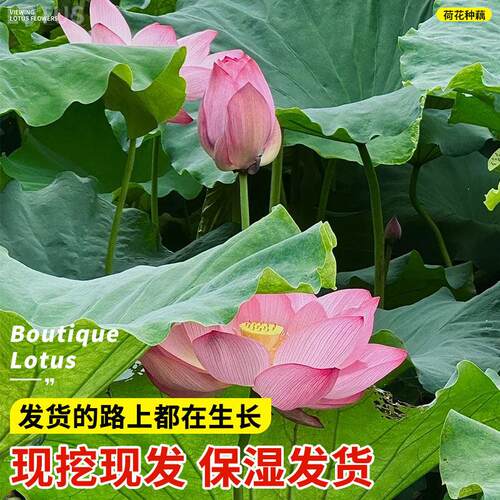 荷花种藕盆栽观i赏水养莲花缸栽莲藕根苗池塘碗莲睡莲花卉水生植