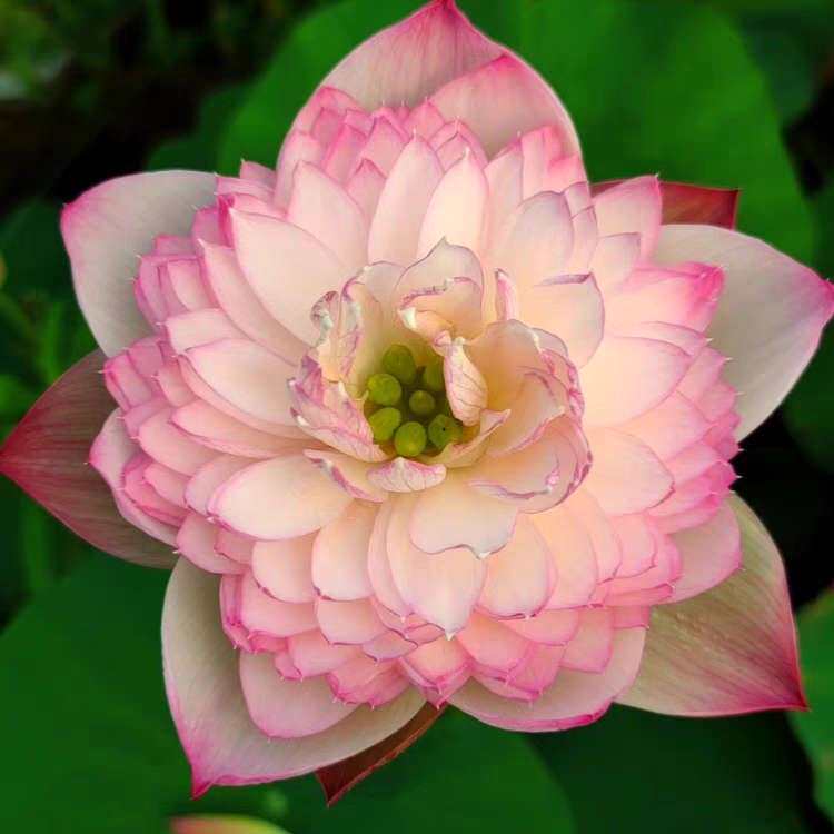 新云锦碗莲种藕苗子大型盆栽荷花苗室内阳台庭院鱼池植物四季开