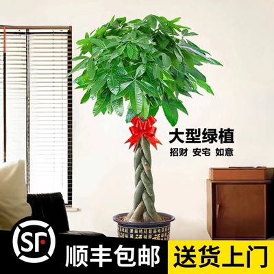 1.5-1.7米【发财树】辫子（顺丰包邮）客厅绿植招财办公室内开业
