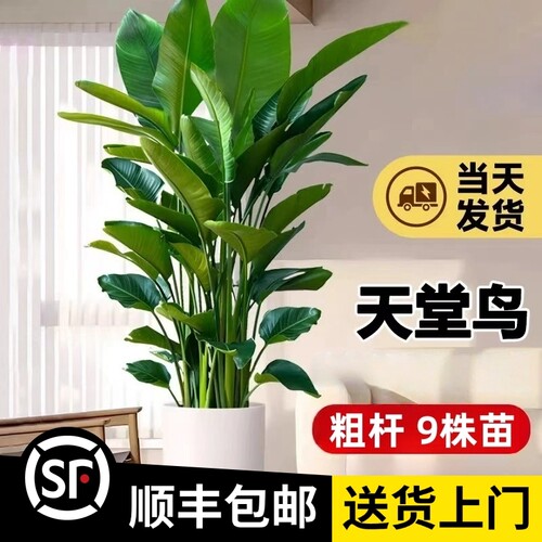 【超大5A天堂鸟】1.8-2米（粗杆8-9株苗）顺丰包邮大型绿植办公