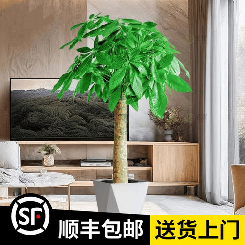 1.2-1.3米【发财树】（顺丰包邮）客厅绿植招财办公室内开业