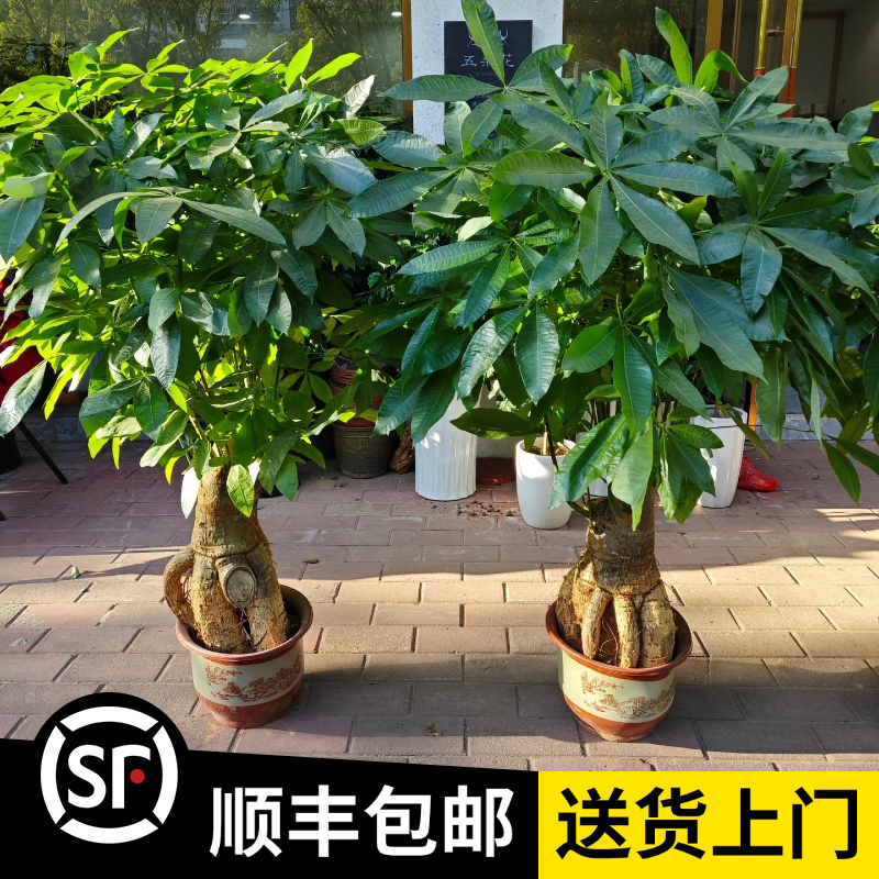【提根发财树】老圆桩（顺丰包邮）绿植办公室内开业送礼乔迁新居