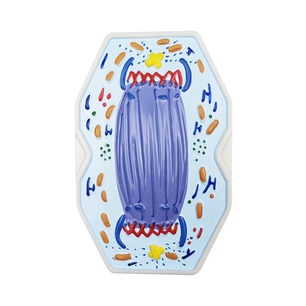 动植物细胞有丝分裂9部件减数分裂10部件 高中生物细胞分裂教具