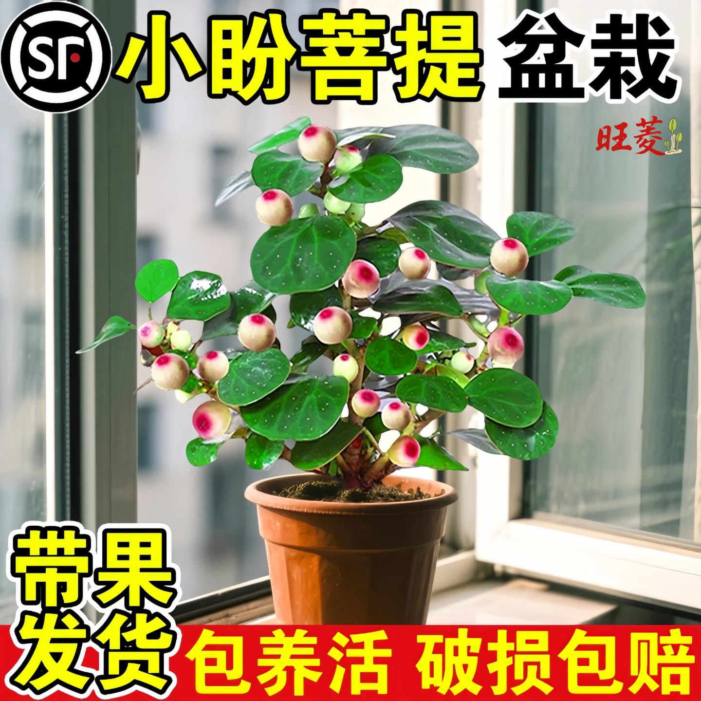 菩提树盆栽小盼菩提带果盆景室内办公室植物桌面摆件中式禅意绿植