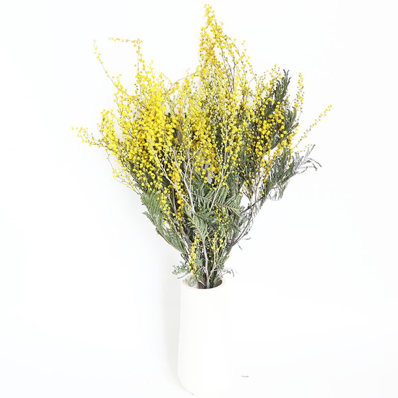 速发【 金合欢】干花 圣诞花 文艺自然干花束圣诞花家居装饰品