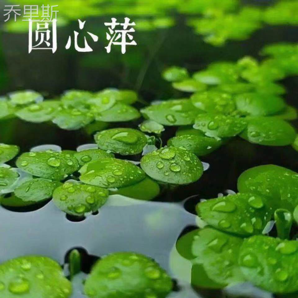 速发浮萍水草圆心萍造化漂质水培绿植庭院办公室鱼虾龟缸净景水浮