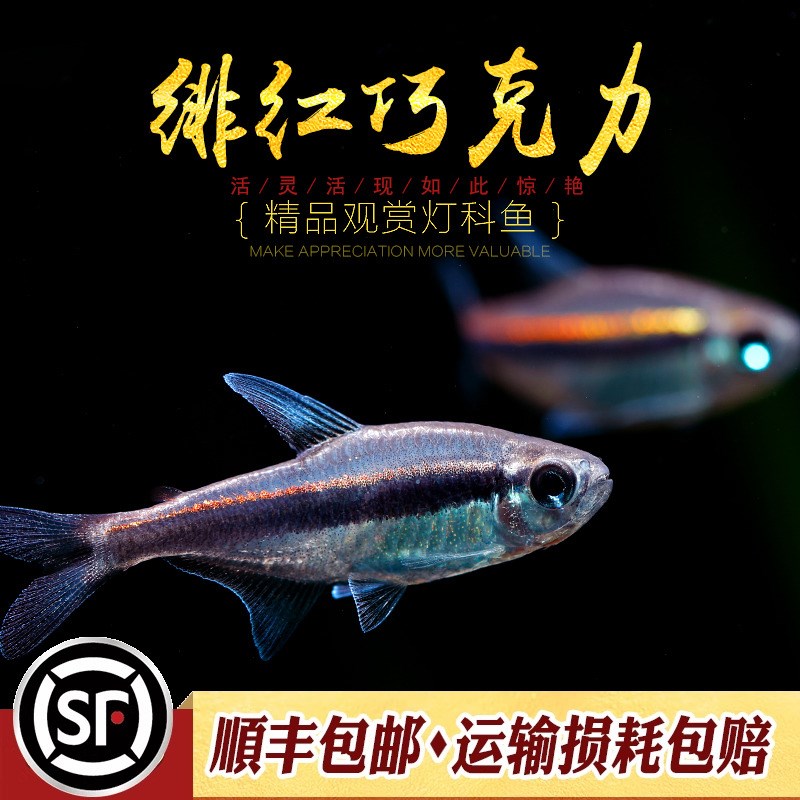 热销绯红巧克力灯鱼南美小型鱼热带鱼中高端霓虹灯鱼草缸群游鱼活