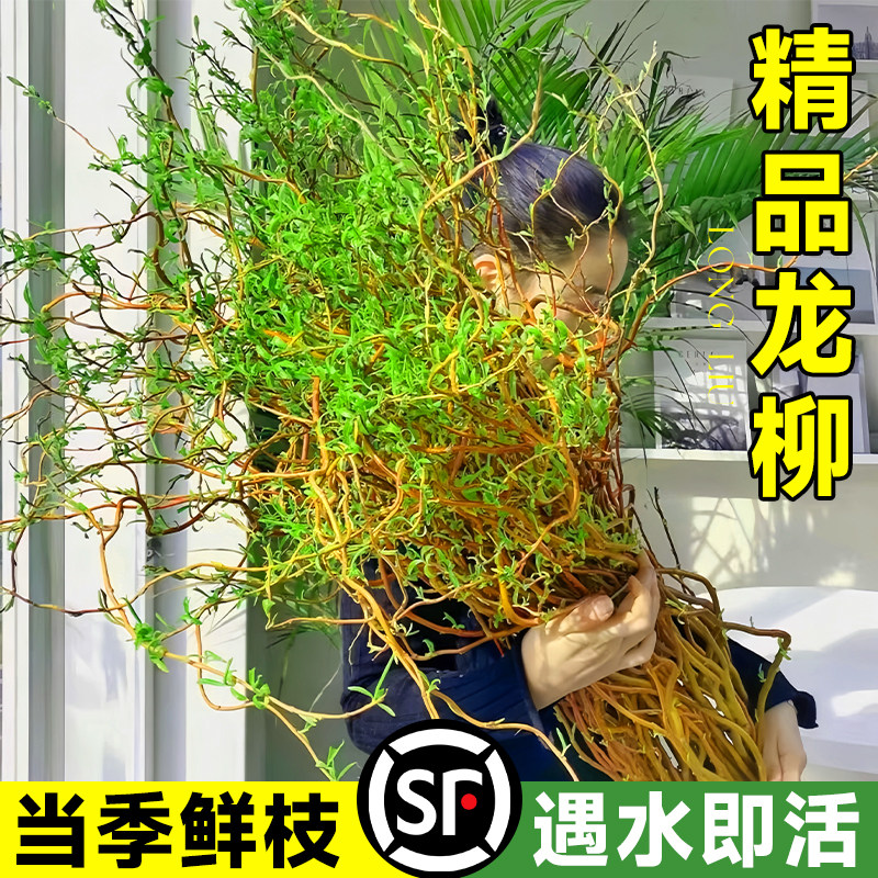 速发龙柳鲜厅水培植物客枝旺宅真花绿植室内雪柳干枝带花好苞养活