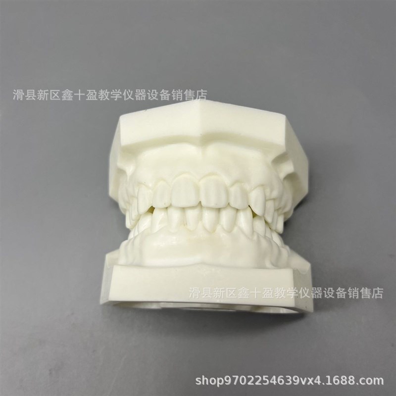 速发白刚玉模型 钢玉牙列 上下1付全口标准牙模 学生练习备牙模型
