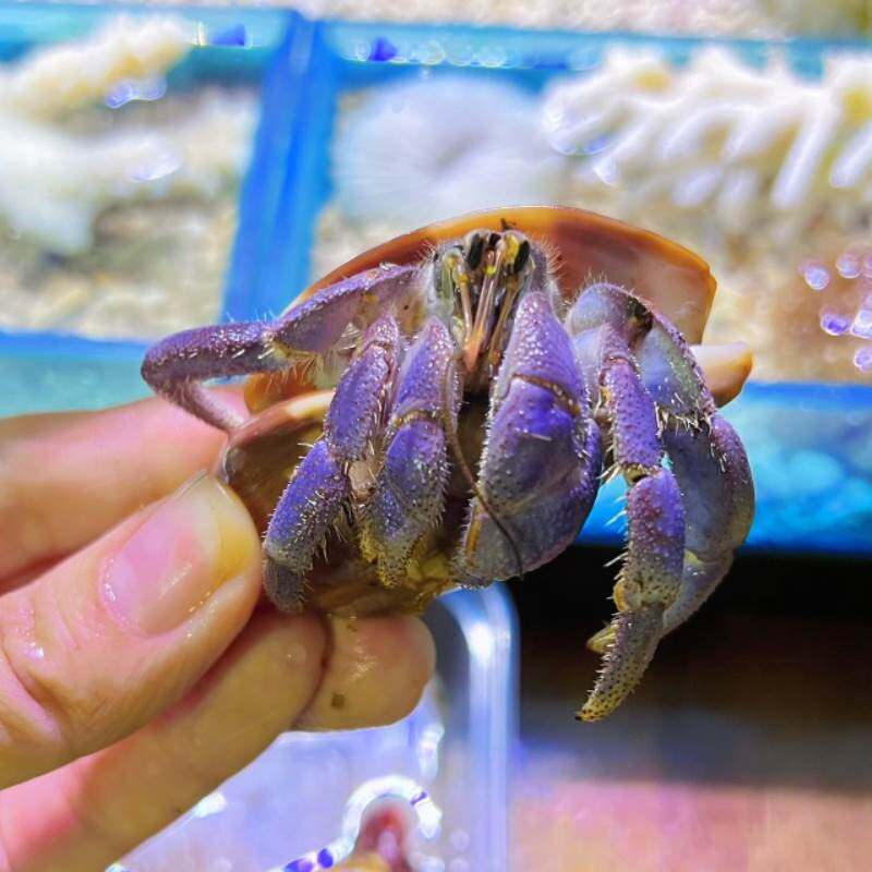 速发厂家螃蟹活物淡水型巨寄居蟹土丁替换壳紫色椰豆草莓小寄居蟹