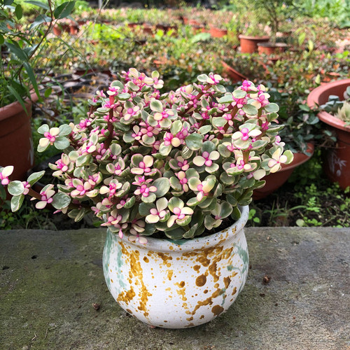 多肉植物室内阳台组合盆栽虎刺梅C雅乐之舞老桩金枝玉叶盆栽植物