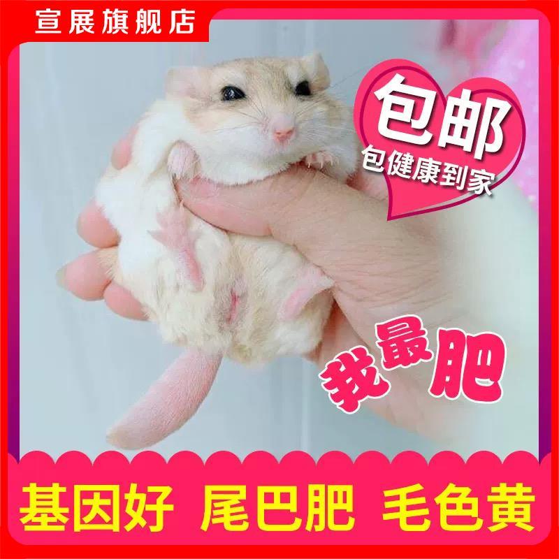 萌宠通心粉鼠活物送笼子幼崽北非肥尾沙鼠宿舍小宠物鼠包活家养