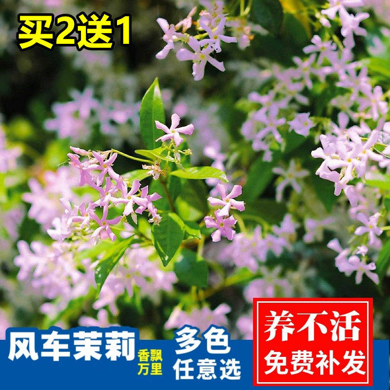 粉色风车茉莉爬藤植物大苗庭院耐寒热室内外阳台盆栽花卉四季开花