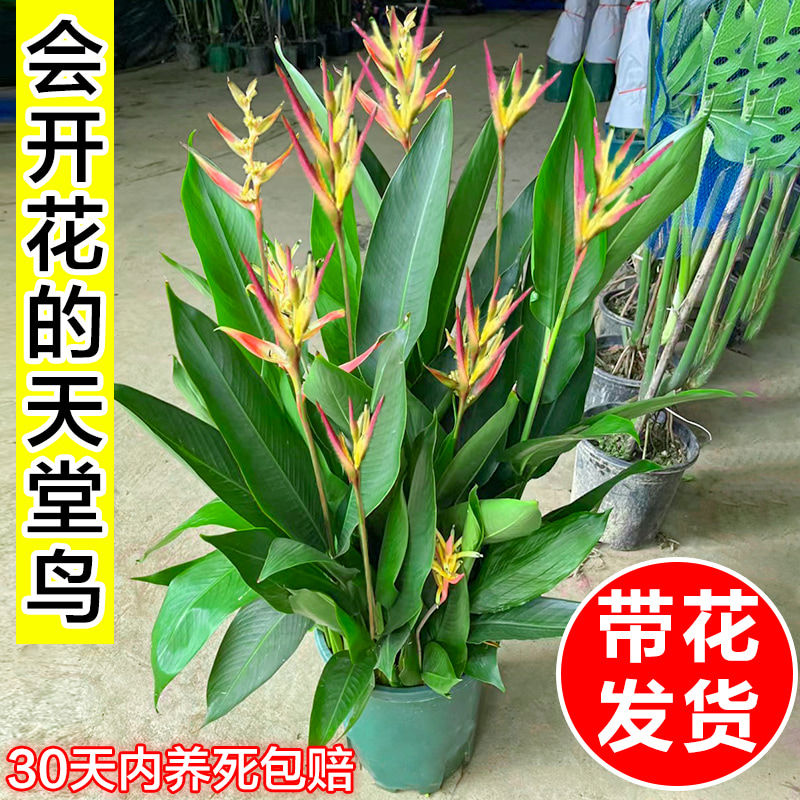 鹤望兰天堂鸟带花苞客厅大型花卉富贵鸟盆栽庭院四季好养常绿植物
