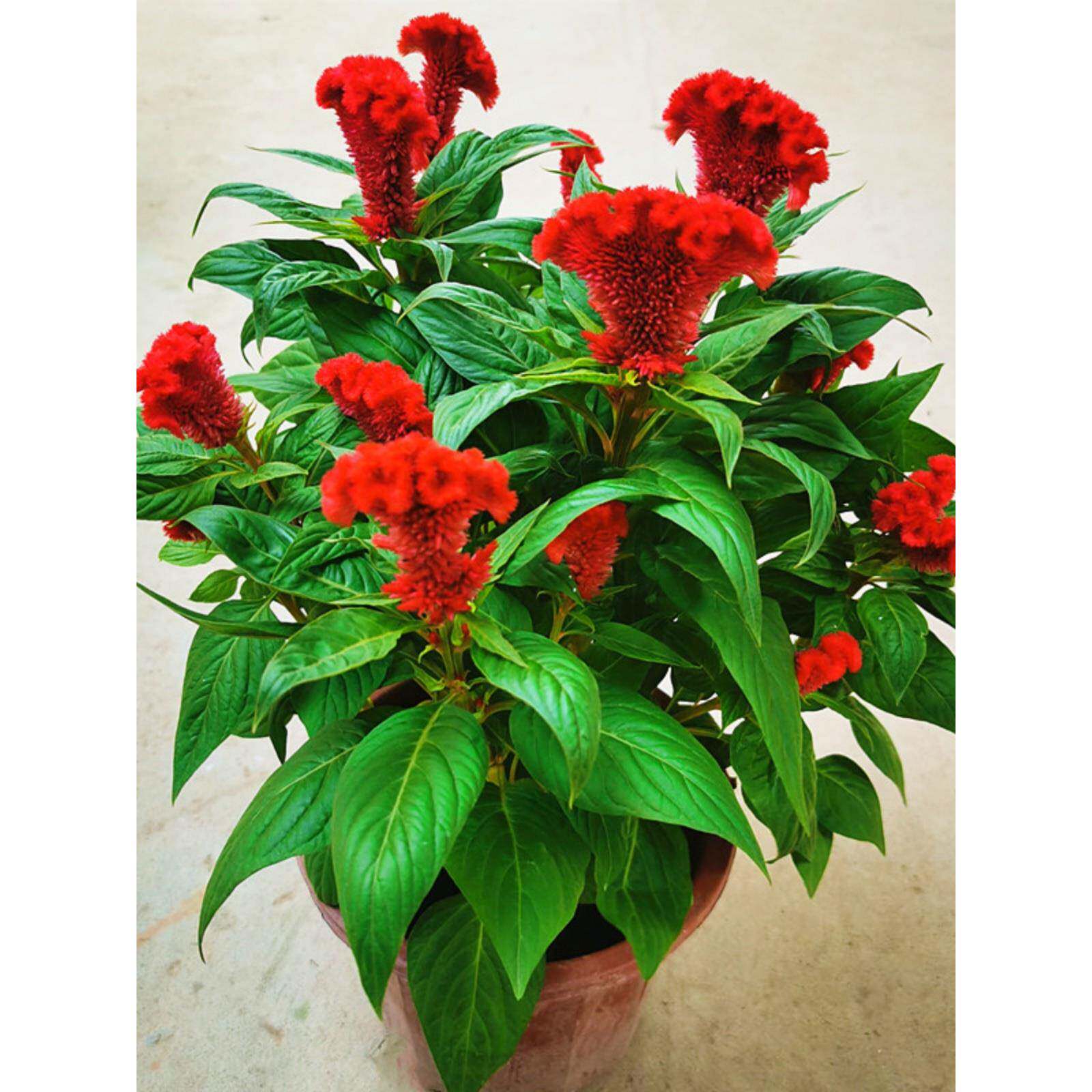 鸡冠花盆栽成品带花苞鸡冠花苗庭院室外喜阳耐晒花坛草本植物花卉