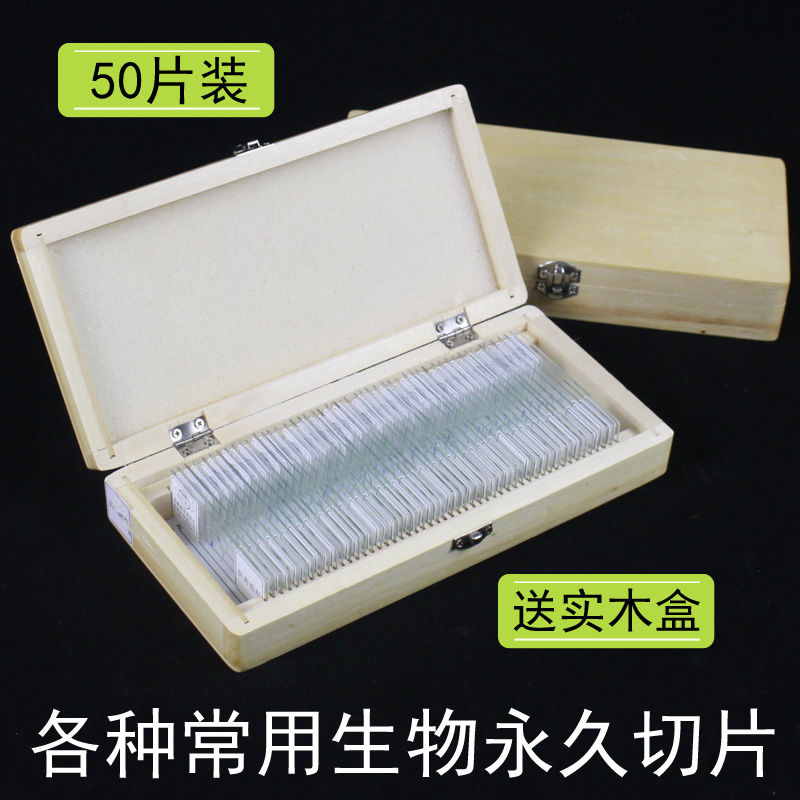 生物实验室切片装片人体四大组织神经/上皮/结缔/肌肉字母e上字人