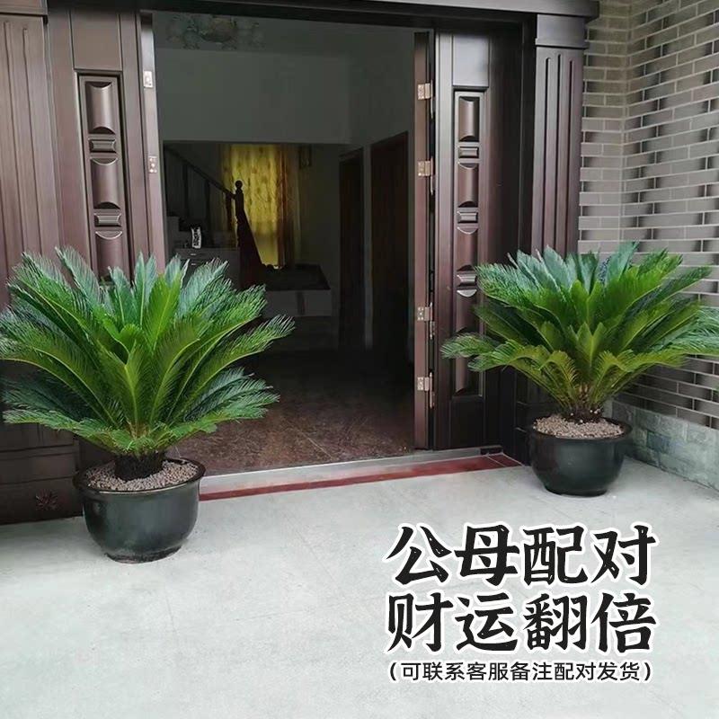 铁树盆栽型大苏铁植绿客厅办公室公别墅门老RAA桩盆景好养植物母