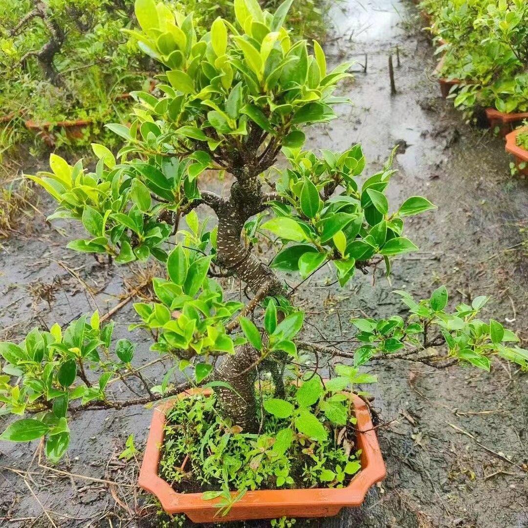 台湾树根虎皮榕树盆景树气桩老ALZ桩造型室内造景古头四季常苍青