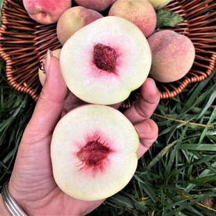 新鲜露天水蜜桃桃子当季现摘水果冬桃毛桃子脆甜密桃