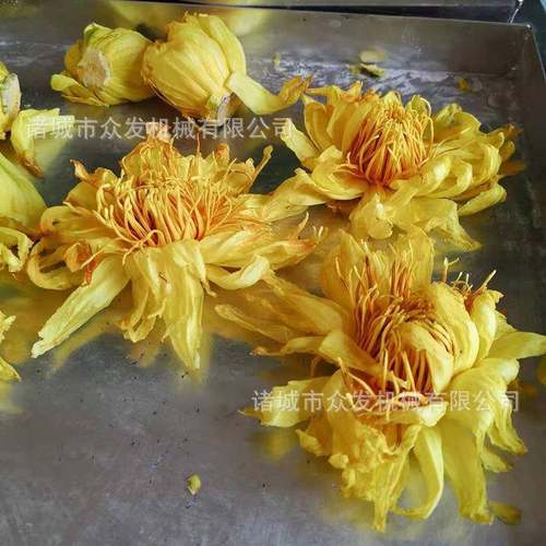 自动鲜花低温冻干设备空 玫瑰花真冻干机 莲菊冻花花10c干设备厂