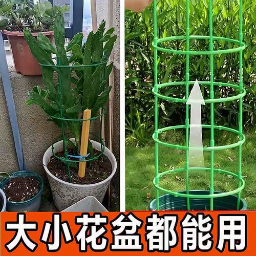 2025新款蟹爪兰支架多层
