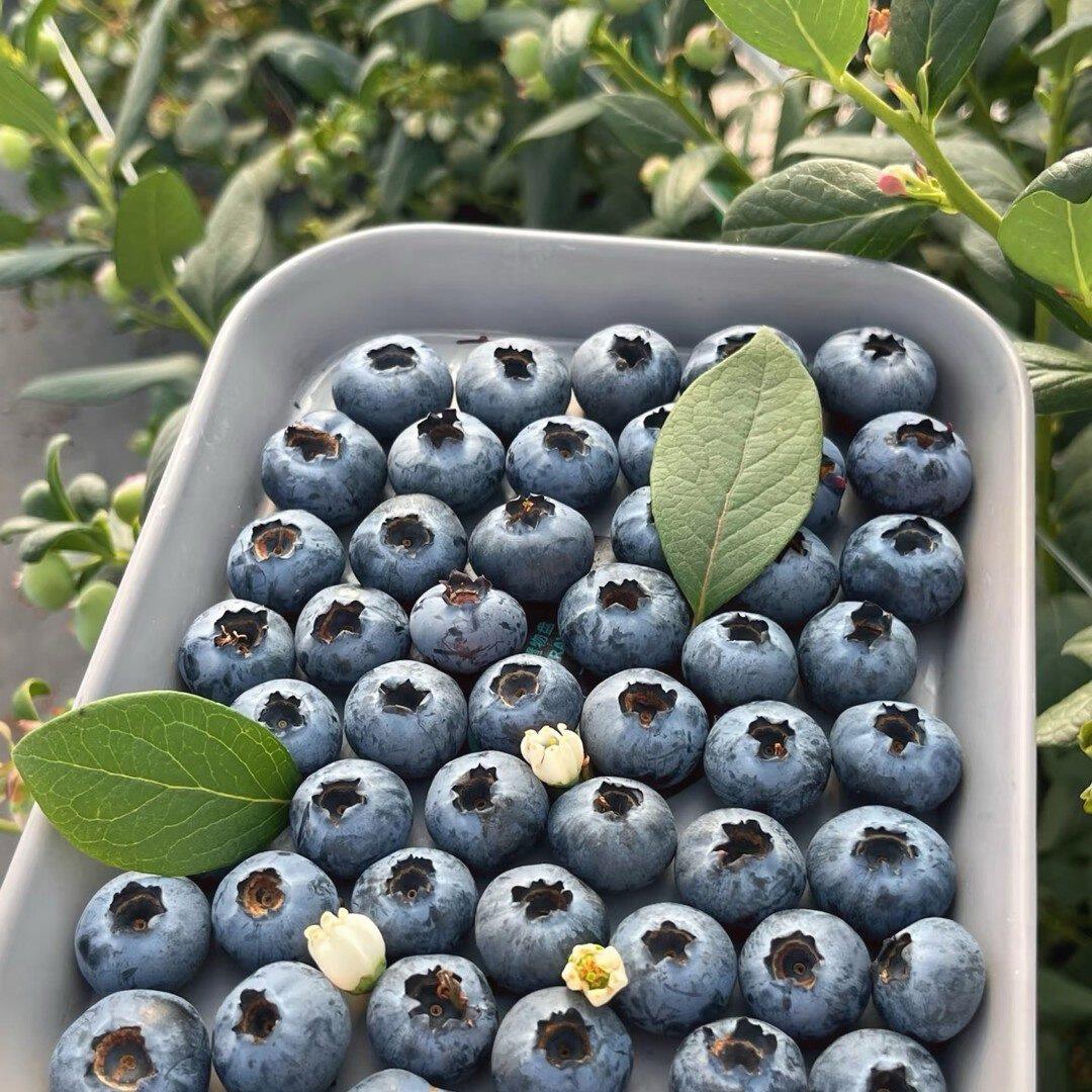 留子的蓝莓莓实佳加量还降价脆甜云南25号花香蓝莓