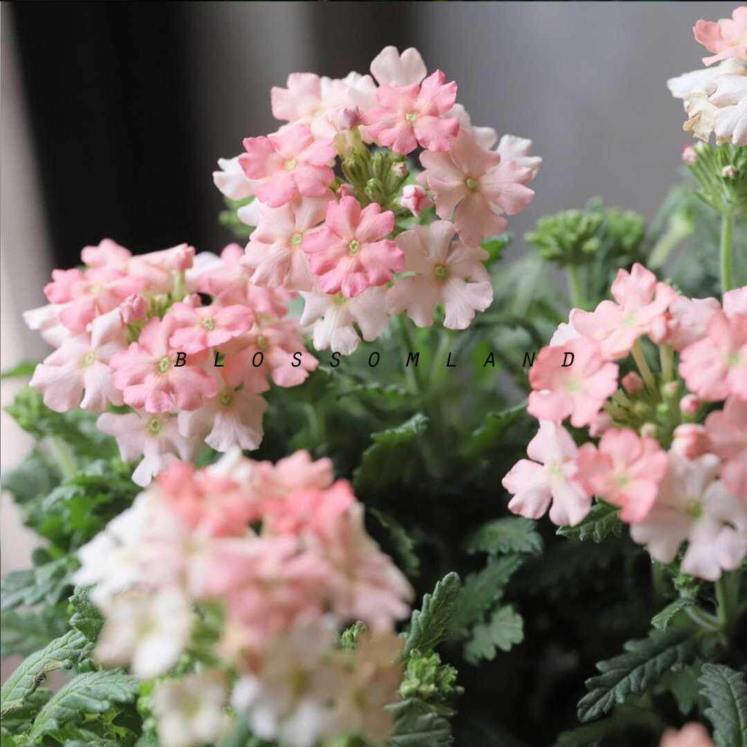 暖暖半岛 美女樱 多年生盆栽花卉耐旱耐热多季节开花爆盆寄植组合