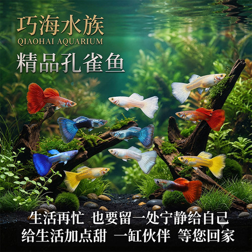 繁殖能力强纯种小型孔雀鱼淡水