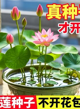 五颜六色水培四季荷花莲藕