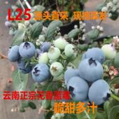2026年云南L25花香蓝莓云南蓝莓新鲜水果脆甜现摘现发顺丰 包邮