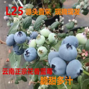 2026年云南L25花香蓝莓云南蓝莓新鲜水果脆甜现摘现发顺丰 包邮