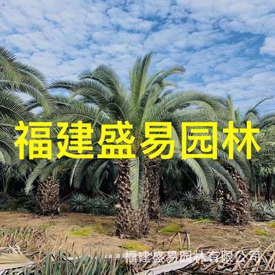 上海加拿利海枣树 浙江加拿利海枣  安徽加拿利海枣价格