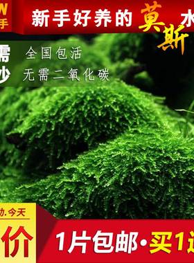 速发木缸莫斯水草植物片散装莫丝树球沉鱼大三凤垂泪美角Y61