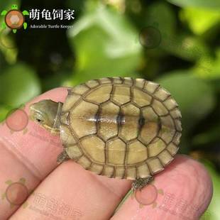 安徽纯种小青龟皖南三黄黄喉龟幼龟苗观赏宠物乌龟活物发色石金钱