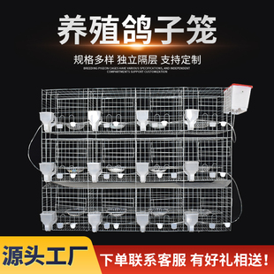 鸽子笼家用鸽子笼l子养殖笼12位种16位肉鸽繁殖配对信鸽笼