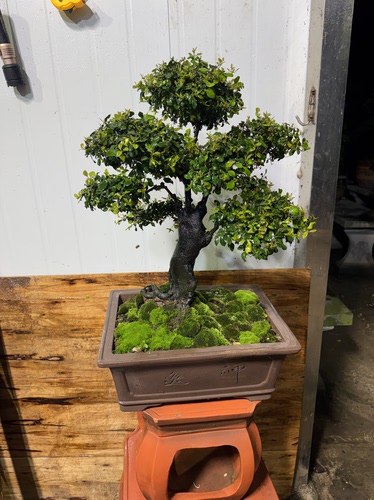 灌木乔木金弹子盆景湖北熟桩成品老桩大树型庭院植物精品盆栽素材