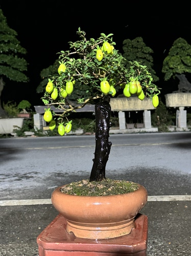 金弹子原生母桩熟桩盆景鸡血红花生葫芦极小叶鸡蛋旺宅灯泡果老桩