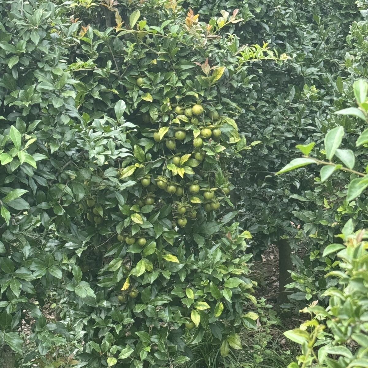 新手金弹子地景树适合花园庭院门造型盆景