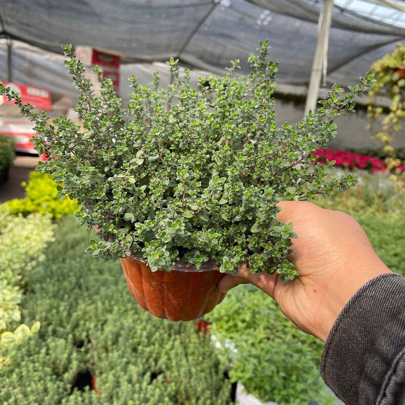 柠檬百里香盆栽牛排食用薄荷迷迭香烘焙食用香草香料类植物多年生