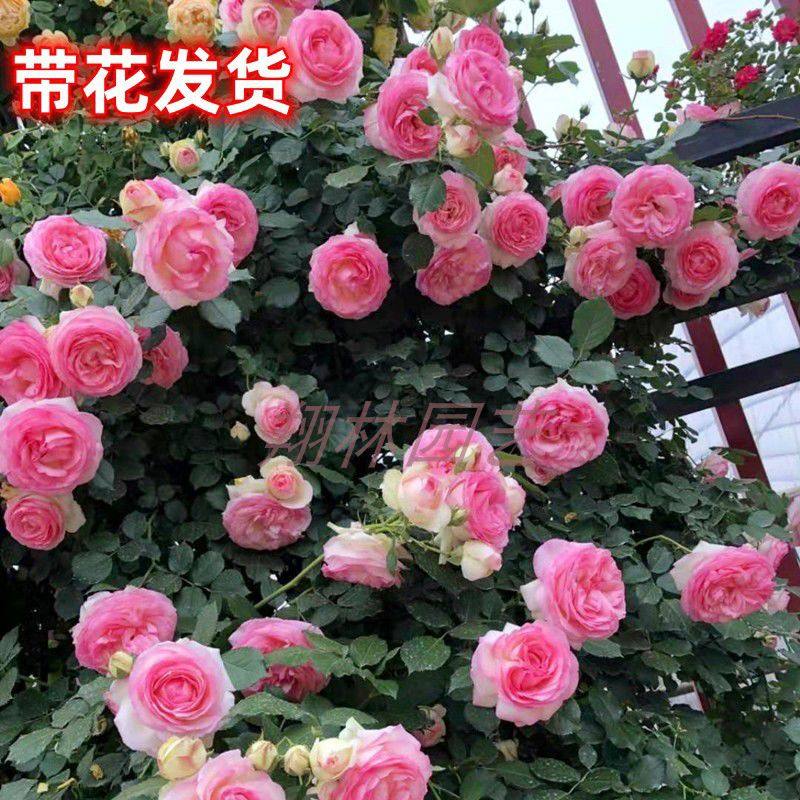 欧月藤本月季 粉色龙沙宝石 粉龙 粉龙沙 爬藤月季花苗多季开花