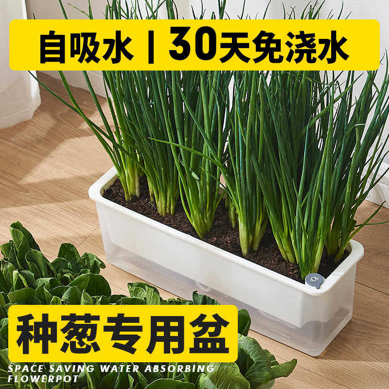 室内种葱自吸水小花盆长方形盆薄荷种菜盆阳台种植蔬菜草莓专用箱