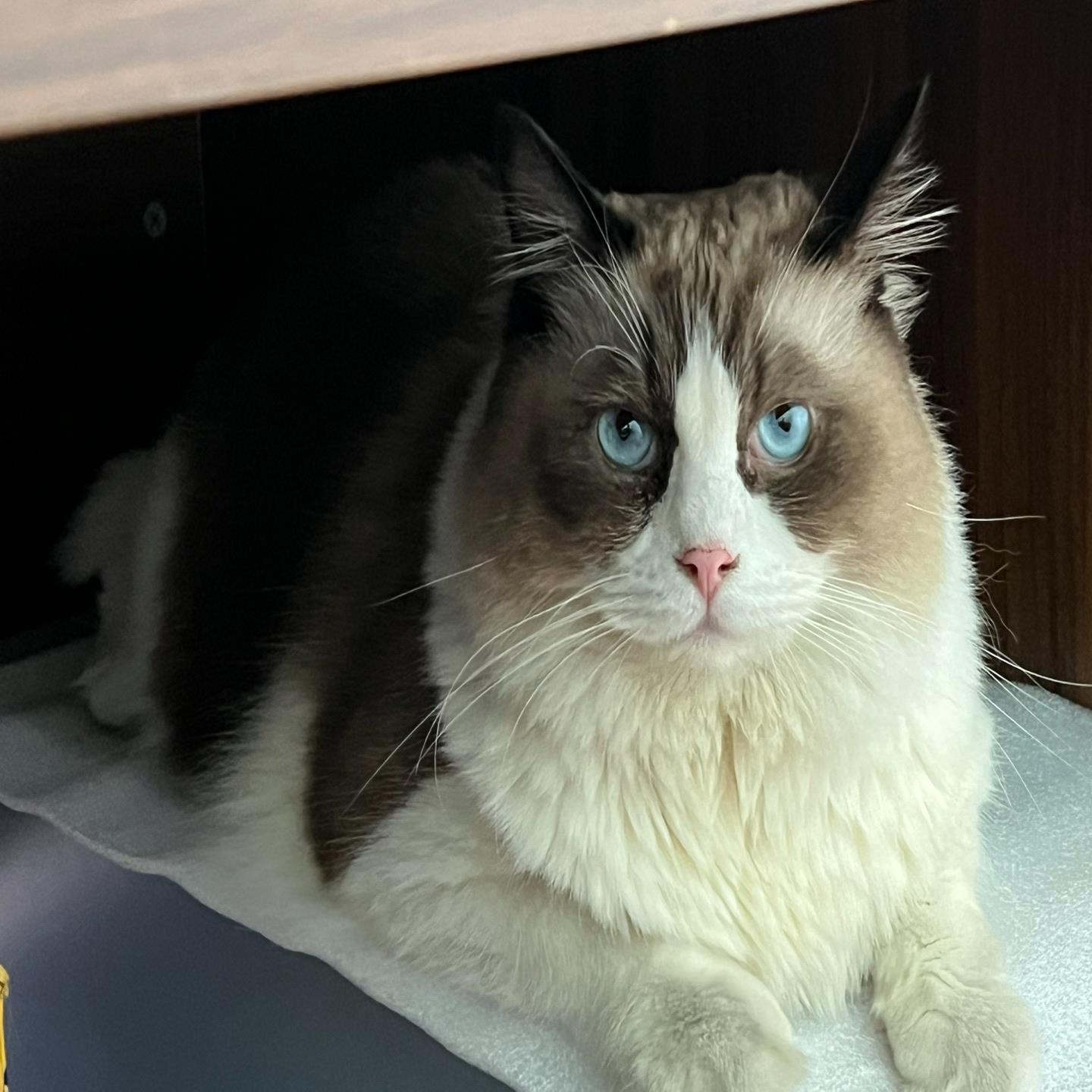 议价纯种布偶猫适用