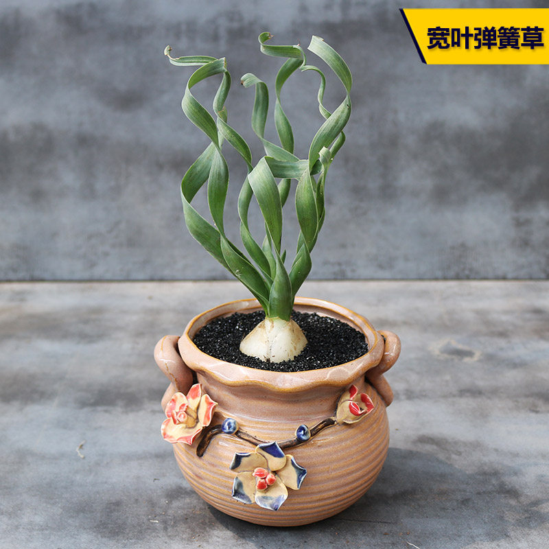 热销宽叶弹簧草多肉植物趣味块根卷叶开花美观好养绿植花卉阳台小