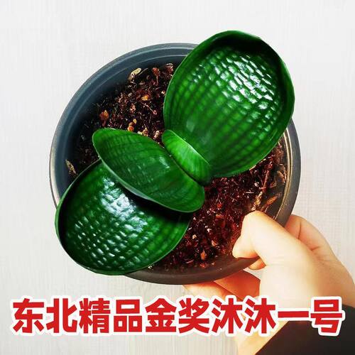 四季除甲醛君子兰小苗珍珠王圆头和尚虎头麻脸特级宽短叶绿植盆栽
